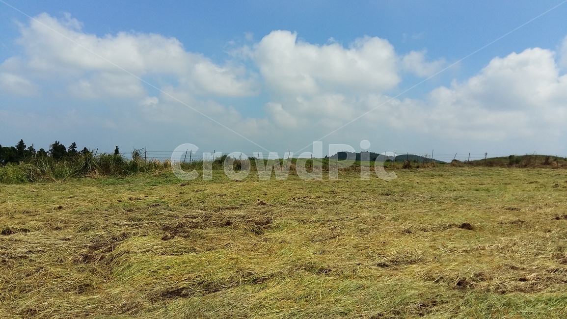 outdoors,옥외,grassland,목초지,자연,nature,들,field,자연,풍경,nature,landscape