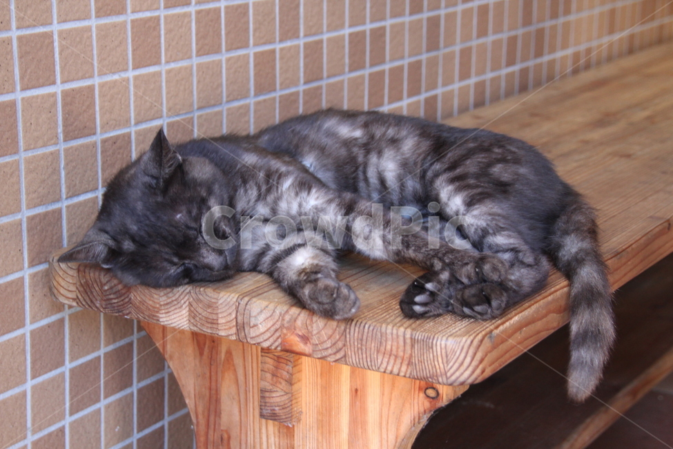 고양이,자는고양이,졸린고양이,cat,동물,동물,animal,포유류,mammal