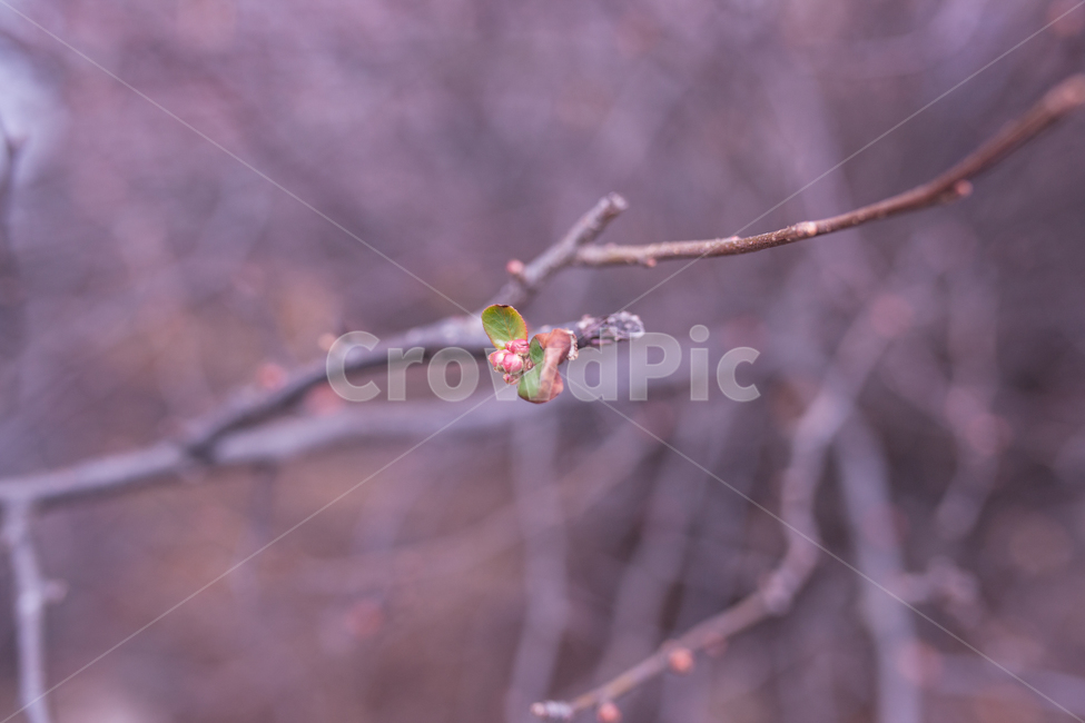 나무,tree,식물,botanical,자연,식물,자연,plants,nature