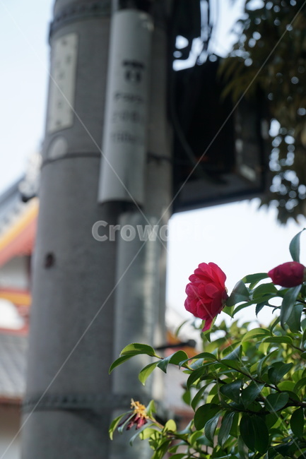 빨간꽃,전봇대,아사쿠사,봄,blossom,꽃,flower,rose,장미,식물,plant