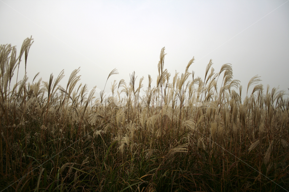 억새,풍경,하늘,가을,억새풀,식물,가을,계절,fall,autumn,season,자연,풍경,nature,landscape,grass,잔디,plant,lawn,reed,갈대