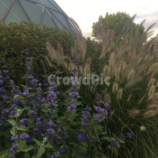 꽃,flower,갈대,정원,공원,green,purple