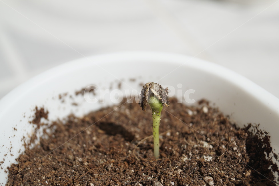 새싹,생명,식물,싹,봄,접사,초록,자연,흙,씨앗,화분,희망,nature,식물,자연,plants,nature