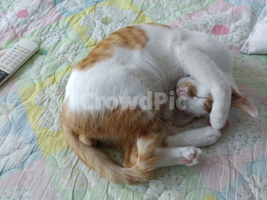 고양이,반려동물,귀욤,졸음,꿀,동물,animal,포유류,mammal,고양이,cat,kitten,kitty