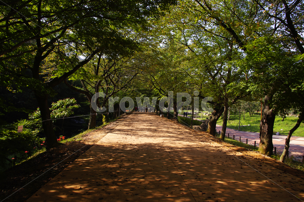 길,풍경,황토길,나무,가로수,자연,풍경,nature,landscape,tree,plant,식물,outdoors,옥외,vegetation,초목,path,통로