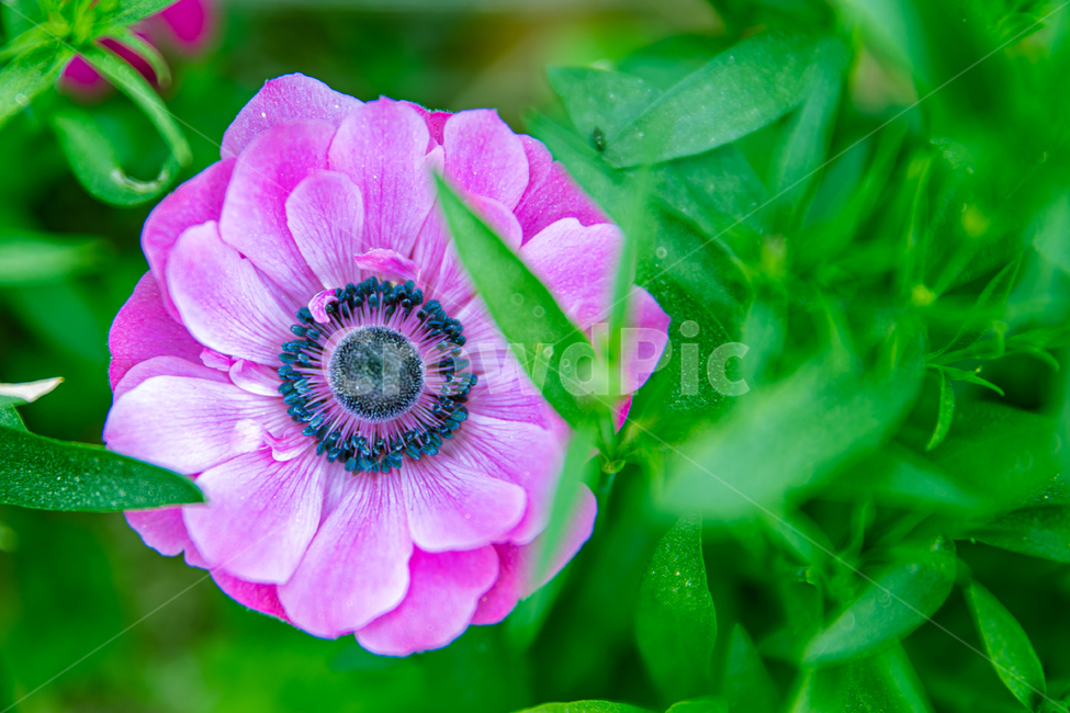 식물,꽃,plant,flower,blossom,식물,자연,plants,nature,꽃,flower