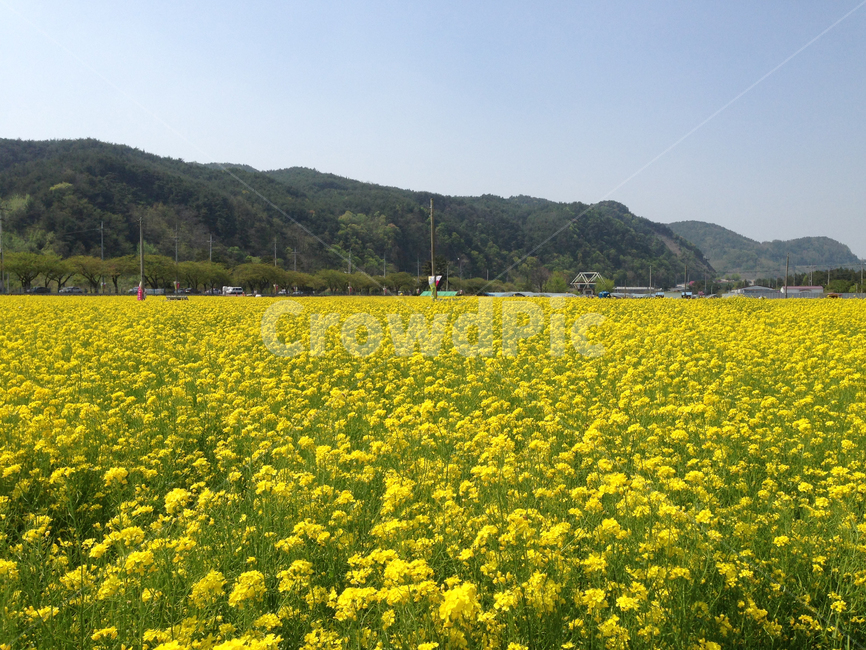 유채꽃,삼척,봄,꽃,하늘,식물,자연,plants,nature,꽃,flower