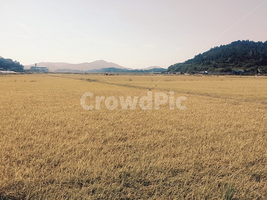 풍경,논,벼,쌀,시골,하늘,가을,자연,자연,풍경,nature,landscape,outdoors,옥외,field,들,grassland,목초지