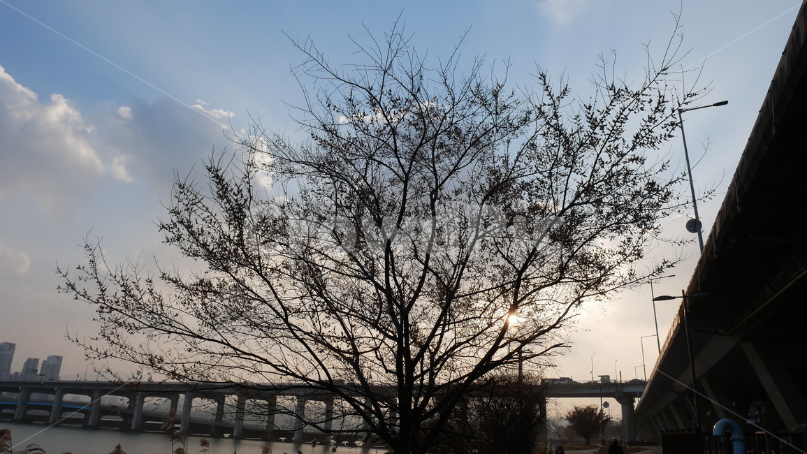 한강,한강다리,겨울나무,해질무렵,서울,식물,자연,plants,nature,나무,trees,wood