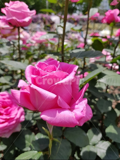 꽃,rose,plant,식물,장미,flower,식물,자연,plants,nature,꽃,flower