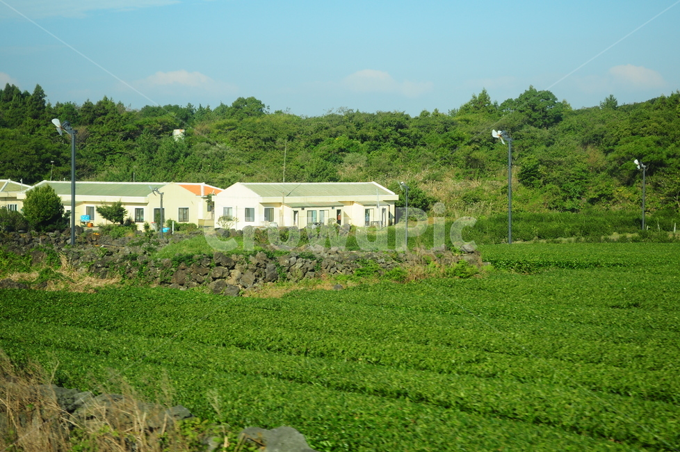 녹차,녹차밭,제주도,나무,풀,자연,시골,시골풍경,풍경,시골,마을,풍경,landscape,country,rural,town