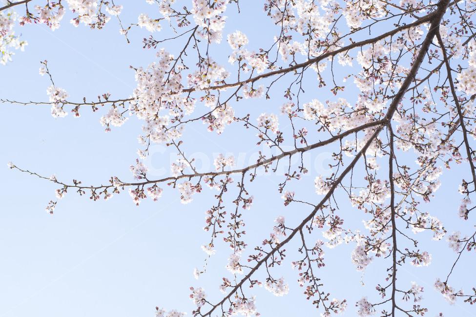 plant,식물,flower,blossom,꽃,cherryblossom,벚꽃,봄배경,봄,가지,뻗은,하늘