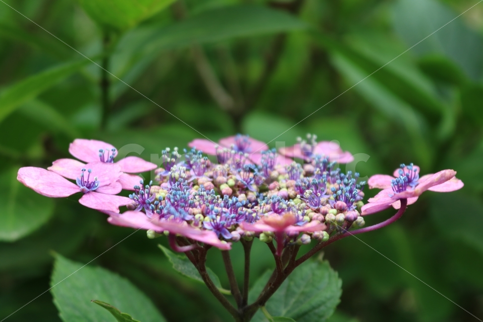 수국,태종대,부산여행,부산,출사,식물,자연,plants,nature,꽃,flower