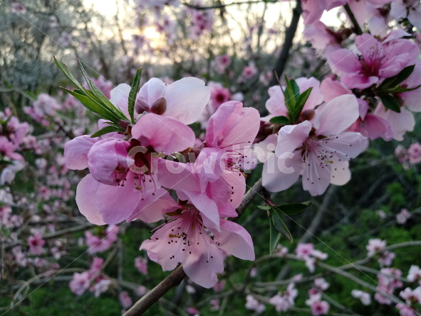 복숭아꽃,peach,장미과,식물,과수