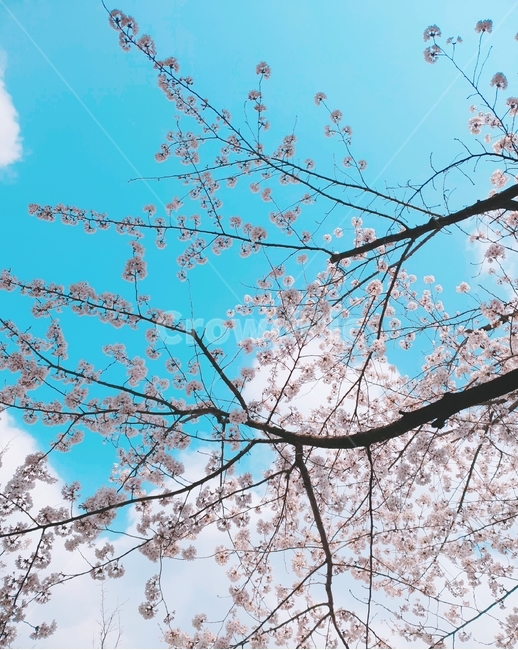 벚꽃,나무,벚꽃나무,꽃,자연,풍경,하늘,봄,계절,spring,season,식물,자연,plants,nature,나무,trees,wood,plant