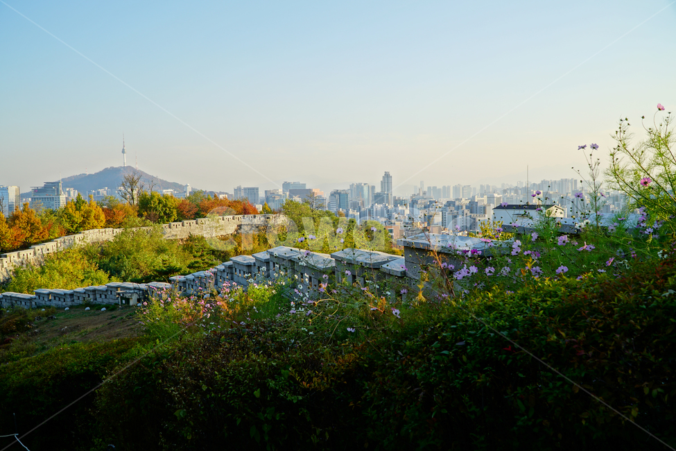 한양도성,한양도성길,순성,순성길,한양도성순성,가을,단풍,나무,성벽,자연,한국,한국적인,서울,코리아,seoul,korea,한국문화,한국전통,전통,문화,전통문화,문화재,유적,유적지,한국문화재,조선,조선왕조,풍경,landscape,autumn,fall,tree,castle,캐슬,하늘,sky,도시,대도시,시티,city,건물,빌딩,building,scenery,scene,view,한국자연,nature,경치,가을,계절,fall,autumn,season,도시,풍경,city,landscape,한국도시풍경,한국도시경관,korea cityscape,outdoors,옥외