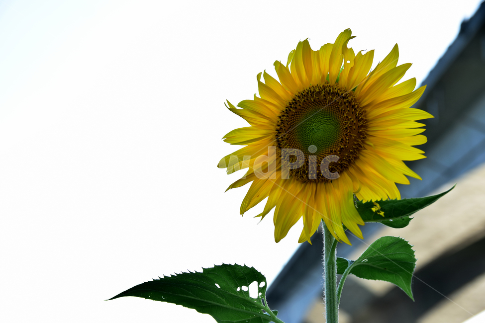 해바라기,해바라기꽃,해바라기꽃잎,대교,다리,꽃,노란꽃,노랑색,식물,플라워,flower,sunflower,bridge,plants,yellow,여름,계절,summer,season,식물,자연,plants,nature,꽃,flower,plant,blossom