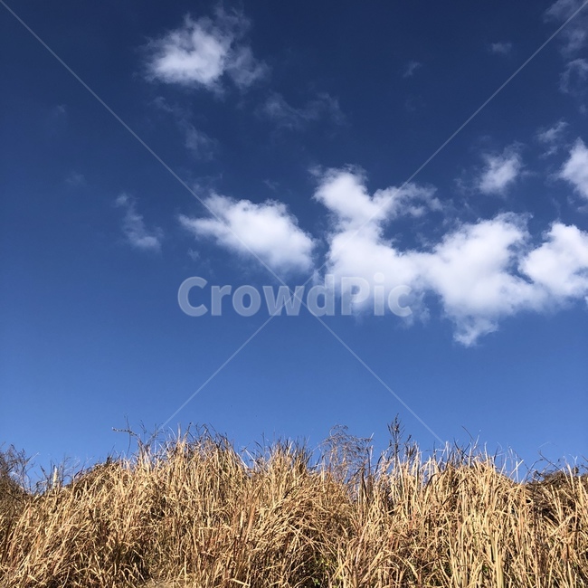 plant,식물,nature,자연,outdoors,옥외,갈대,하늘,구름,sky,cloud,자연,풍경,nature,landscape
