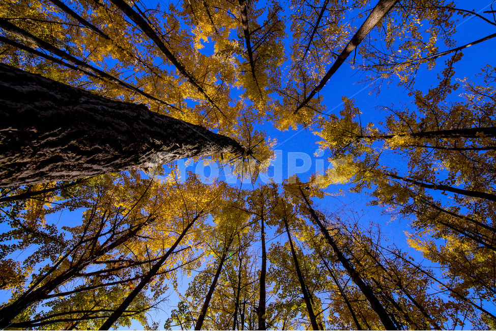 나무,식물,plant,tree,빛,가을,계절,fall,autumn,season,자연,풍경,nature,landscape,light,flare,플레어