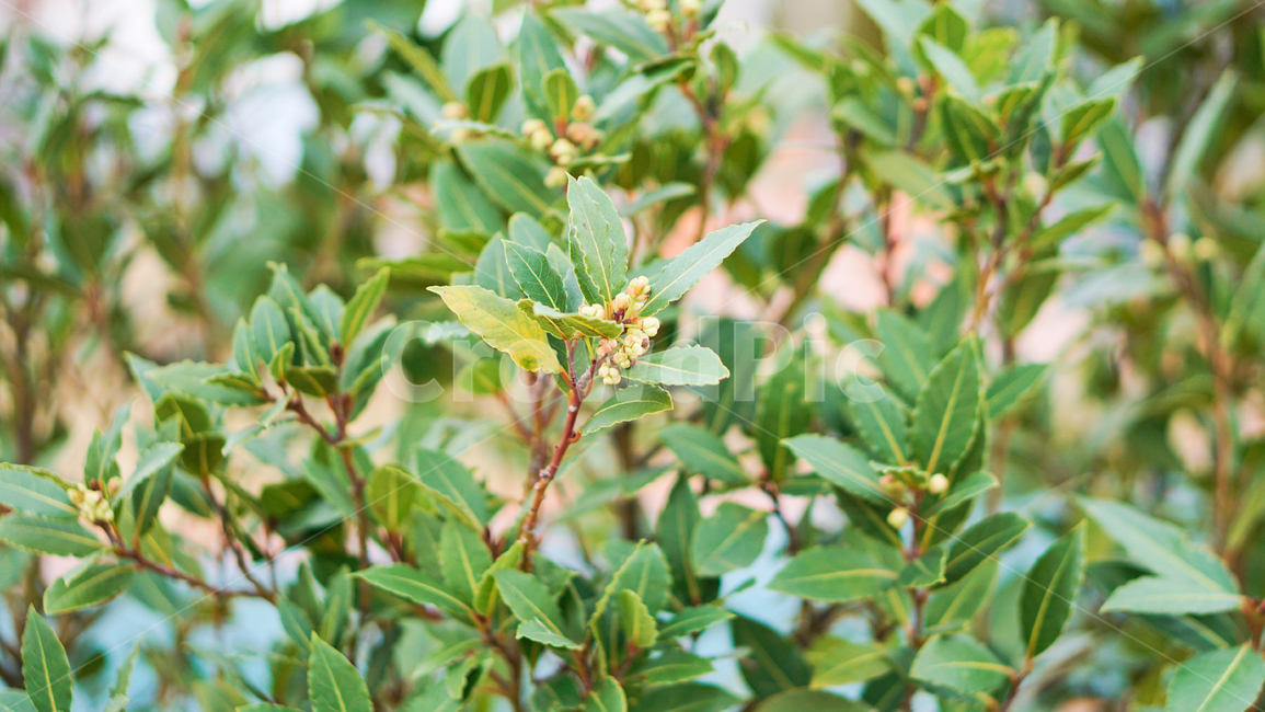허브,꽃,식물,온실,화원,생화,조화,flower,plant,nature,자연,식물,자연,plants,nature