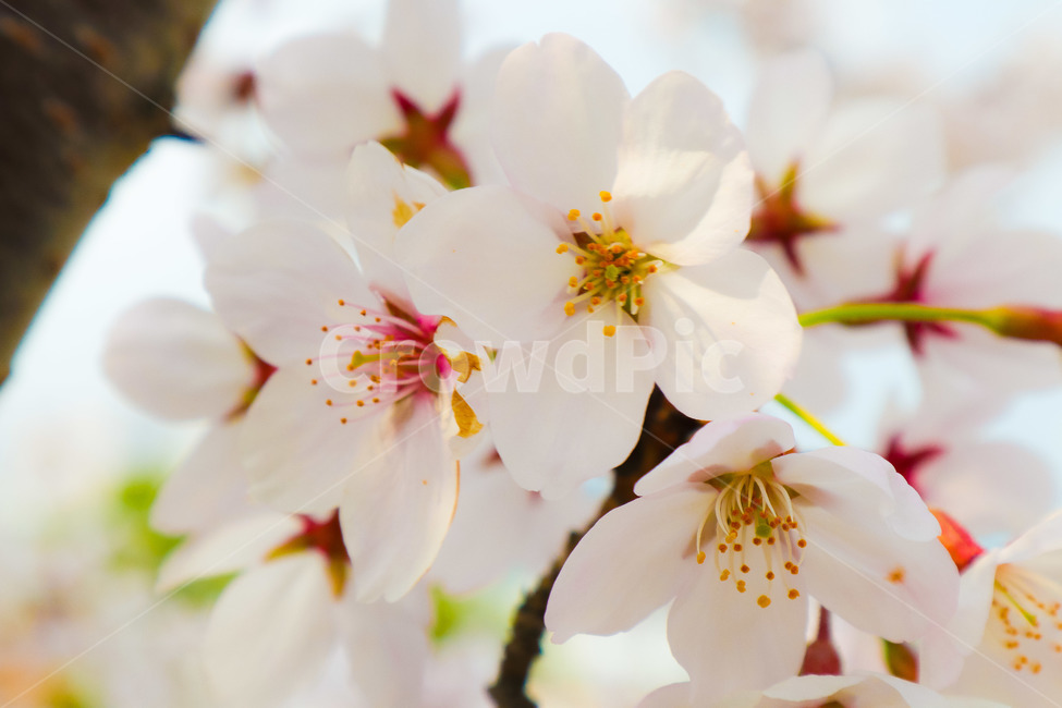 벚꽃,꽃,자연,나무,봄,봄,계절,spring,season,식물,자연,plants,nature,꽃,flower,plant