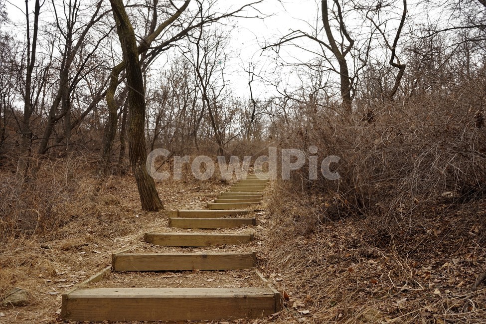 나무,자연,식물,초봄,낙엽,나무가지,landscape,nature,trees,desolation,solitary,fallenleaves,brown,branches,계단,stairs,road,길,숲길,산책로,등산로,작은길,산책길,낙옆,겨울산,trail,forest,자연,풍경,nature,landscape,path,통로,ground,바닥