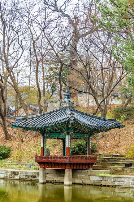 창덕궁,고궁,애련정,정자,궁궐,봄,문화유산,기와담장,전통건축물,정원,옥외,나무,tree,식물,한국전통,한국문화,korean traditional,korean culture,건축물,건물외관,exterior,building,structure,architecture,construction