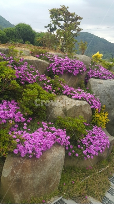 꽃,화단,보라색,보라색꽃,작은꽃,풍경