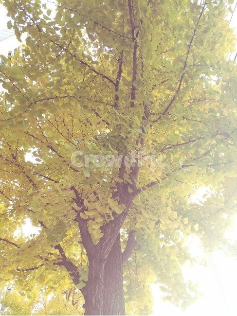 오후,은행나무,노란,무성한,햇살,식물,가을,계절,fall,autumn,season,식물,자연,plants,nature,tree,나무,plant,tree trunk,나무 줄기,light,빛,flare,플레어