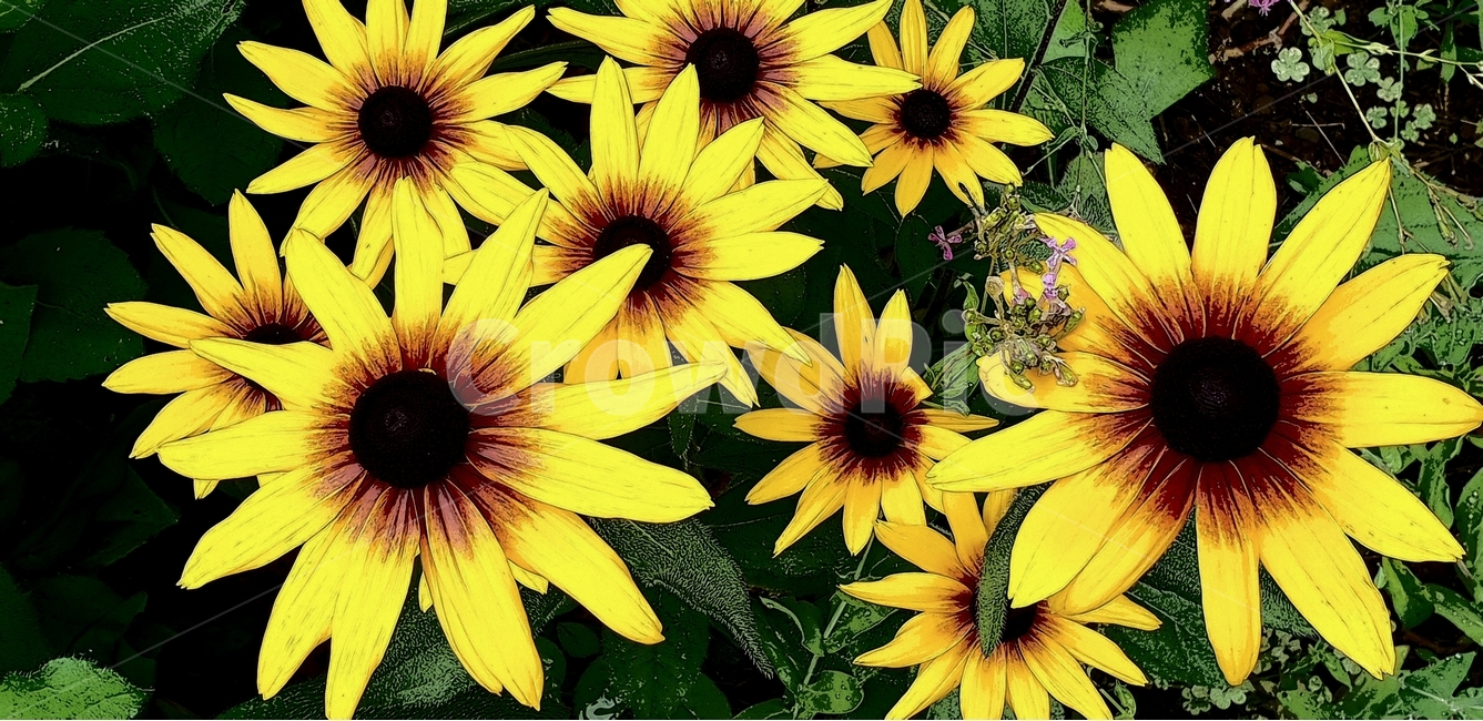 루드베키아,꽃,flower,노랑색,backgroundimage,배경이미지,다년생,여름꽃,자연,야생화,nature,배경,배경화면,색감,바탕,텍스쳐,질감,패턴,이미지,식물,자연,plants,nature,꽃,flower