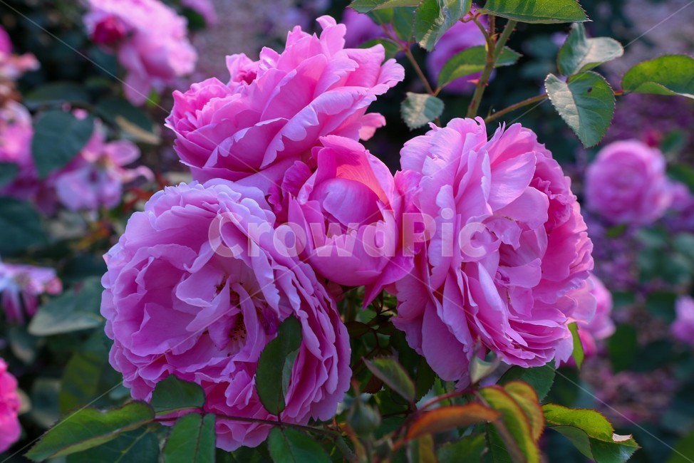 rose,식물,장미축제,꽃,flower,식물,자연,plants,nature,꽃,flower