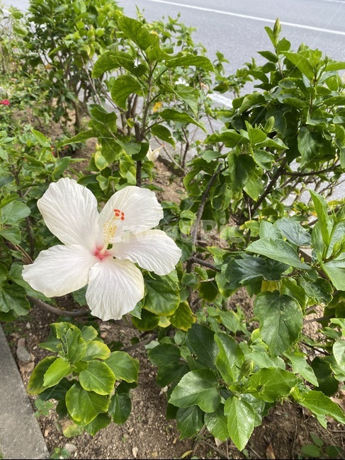 plant,식물,히비스커스,꽃,화단,hibiscus,flower,식물,자연,plants,nature,꽃,flower