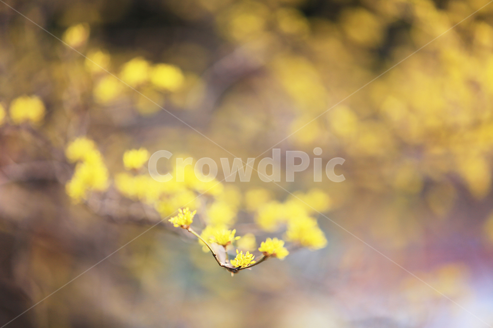 봄,노랑,산수유,꽃,spring,yellow,flower,식물,자연,plants,nature,꽃,flower