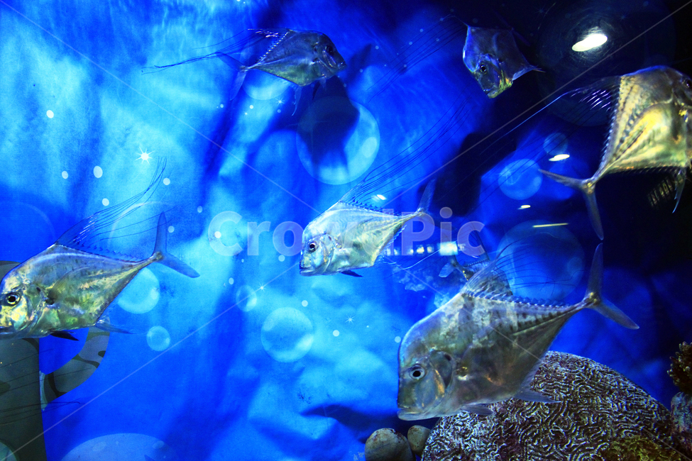 물,수족관,물고기,동물,해양,생물,심해,ocean,바다,대양,sealife,해양생물,자연,aquatic,weird,swimming,동물,animal