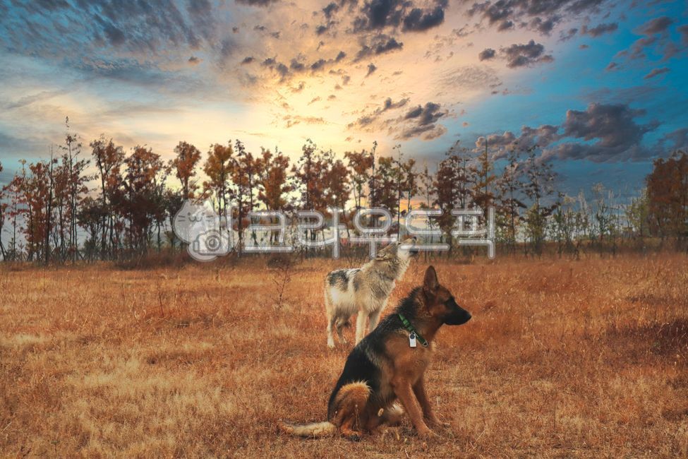 늑대,늑대개,울프독,대형견,반려견,반려동물,이색반려동물,하울링,이색애완동물,동물,animal,포유류,mammal,개,강아지,dog,doggy