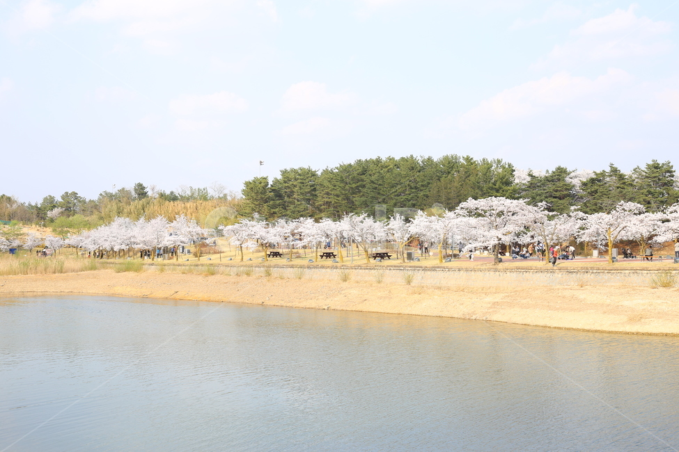 풍경,전망,호수,꽃길,하늘,보문,경주,보문단지,보문호수,봄,계절,spring,season,자연,풍경,nature,landscape,한국자연풍경,한국자연경관,korea nature landscape,plant,식물