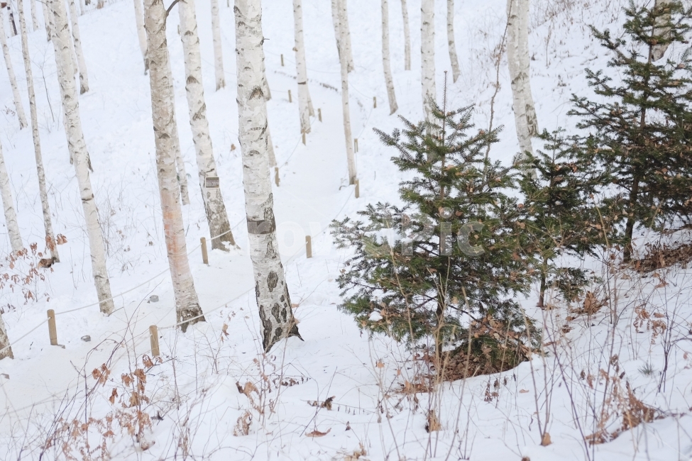 겨울,눈,자작나무숲,나무,눈길,겨울,계절,winter,season,식물,자연,plants,nature,나무,trees,wood
