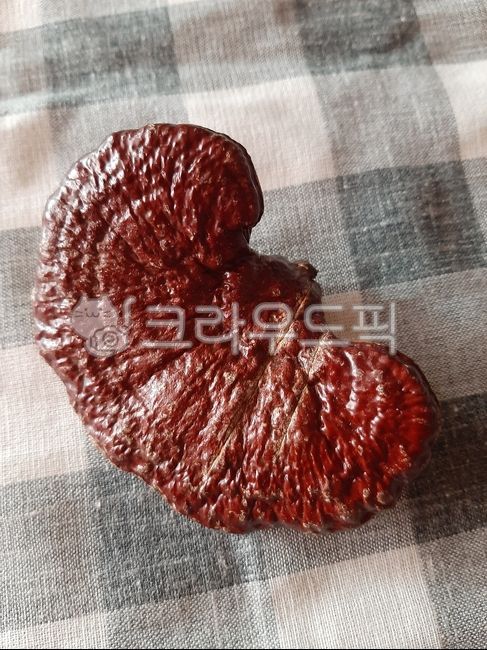 food,음식,버섯,영지버섯,영지,식재료,보약,한약재,한약재료,재료,보약재료,한약