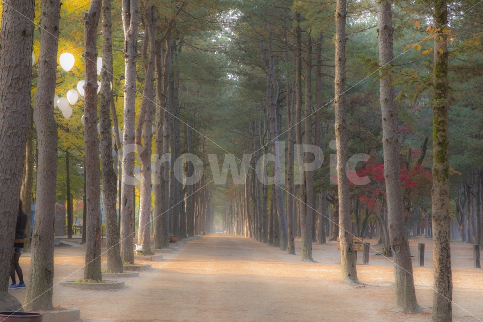 남이섬,소나무길,단풍,정원,적송,자연,풍경,nature,landscape,한국자연풍경,한국자연경관,korea nature landscape,식물,plants,나무,trees,wood,tree,plant