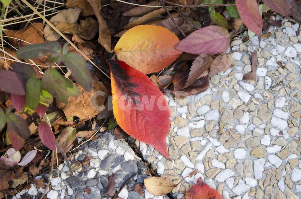 나뭇잎,빨간나뭇잎,뒹글뒹글,바닥,낙엽,떨어지다,가을,계절,fall,autumn,season,leaf,잎,plant,식물,rubble,파편