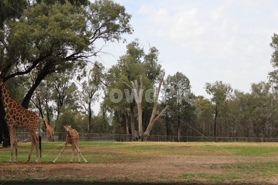 giraffe,기린,동물,포유류,wildlife,동물,animal,포유류,mammal