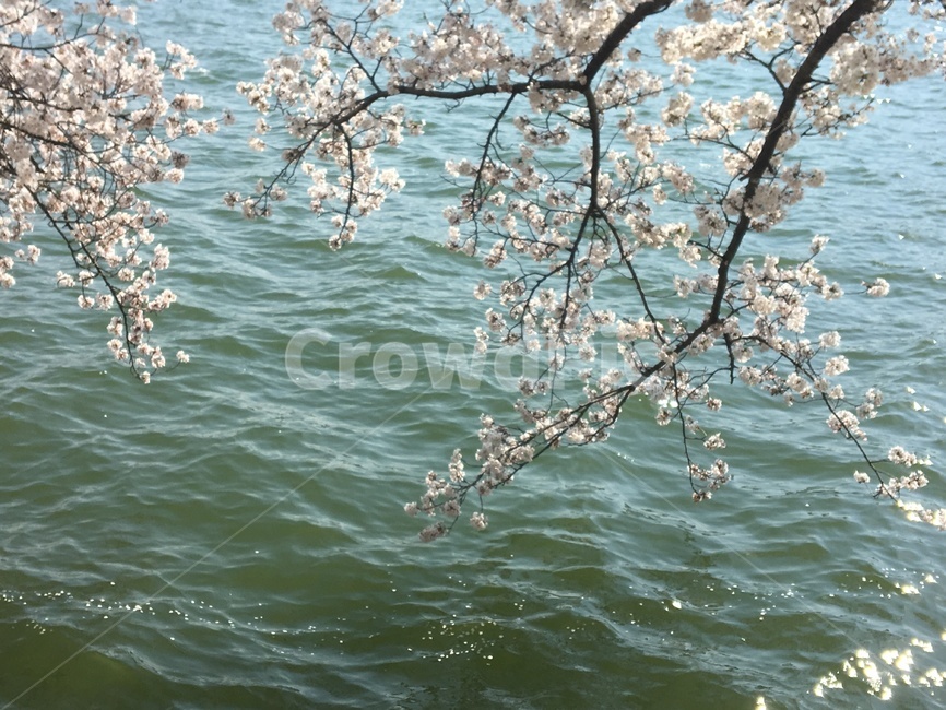 봄,벚꽃,호수,spring,풍경,cherryblossoms,봄,계절,spring,season,식물,자연,plants,nature,꽃,flower,plant,blossom