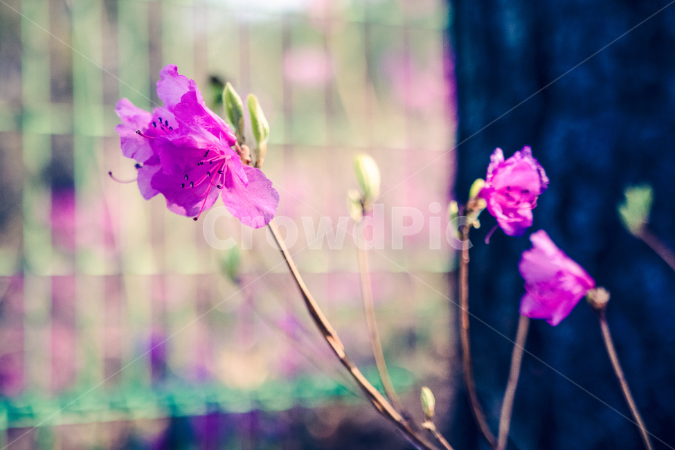 진달래,봄,꽃,azalea,flower,봄,계절,spring,season,식물,자연,plants,nature,꽃,flower,plant,geranium,제라늄,blossom