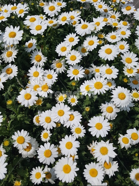 자연,풍경,꽃,작은,꽃밭,식물,자연,plants,nature,꽃,flower