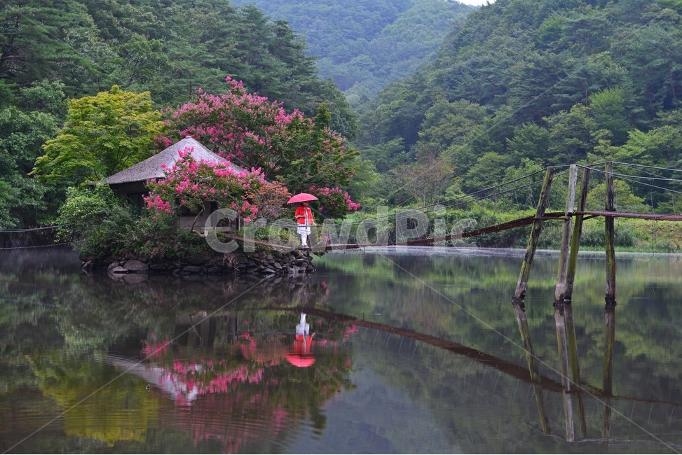 nature,자연,outdoors,옥외,scenery,풍경,landscape,경치,water,물,순천,일일레져타운,순천일일레져타운,배롱나무,일일레져타운배롱나무,연못,반영,사람,자연,풍경,nature,landscape