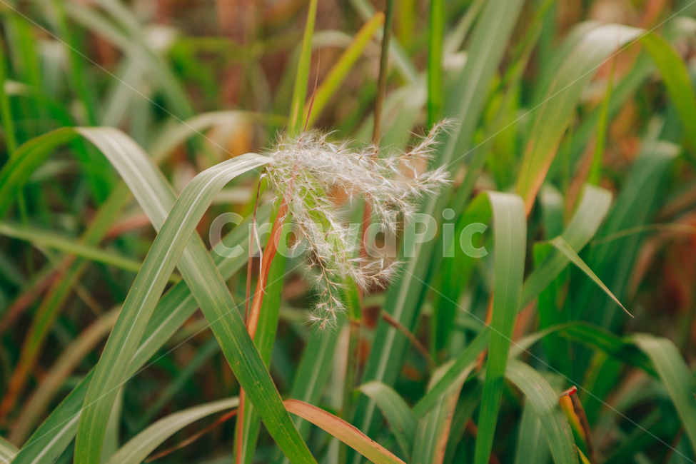 갈대,가을,식물,자연,초록,억새,가을,계절,fall,autumn,season,식물,자연,plants,nature,plant,grass,잔디