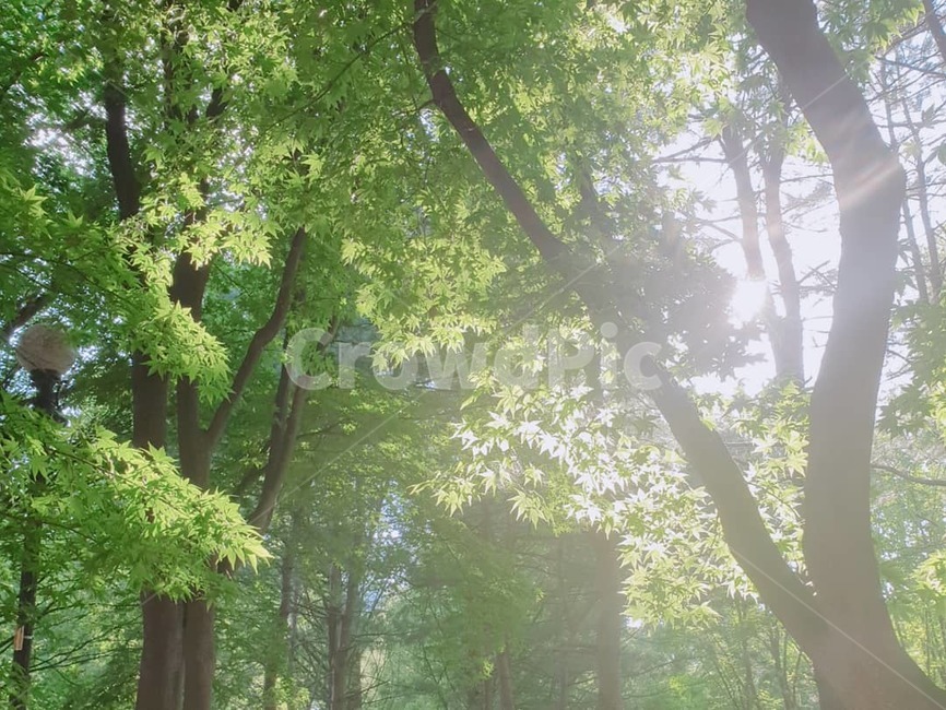 서울대공원,나무,초록,길다가,편안