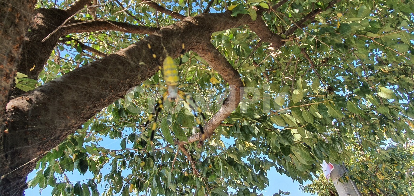 거미,거미줄,곤충,사냥,자연,생물,tree,나무,plant,식물,treetrunk,나무줄기
