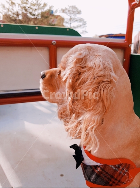강아지,개,dog,코카스파니엘,cockerspaniel,아메리칸코카스파니엘,잉글리쉬코카스파니엘,댕댕이,반려견,반려동물,수컷,산책,놀이터,동물,animal,포유류,mammal,개,강아지,dog,doggy
