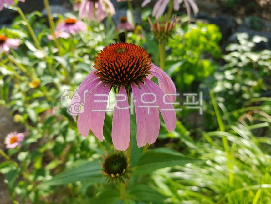 꽃,flower,식물,꽃잎,루드베키아,자주루드베키아,plant,자연,nature